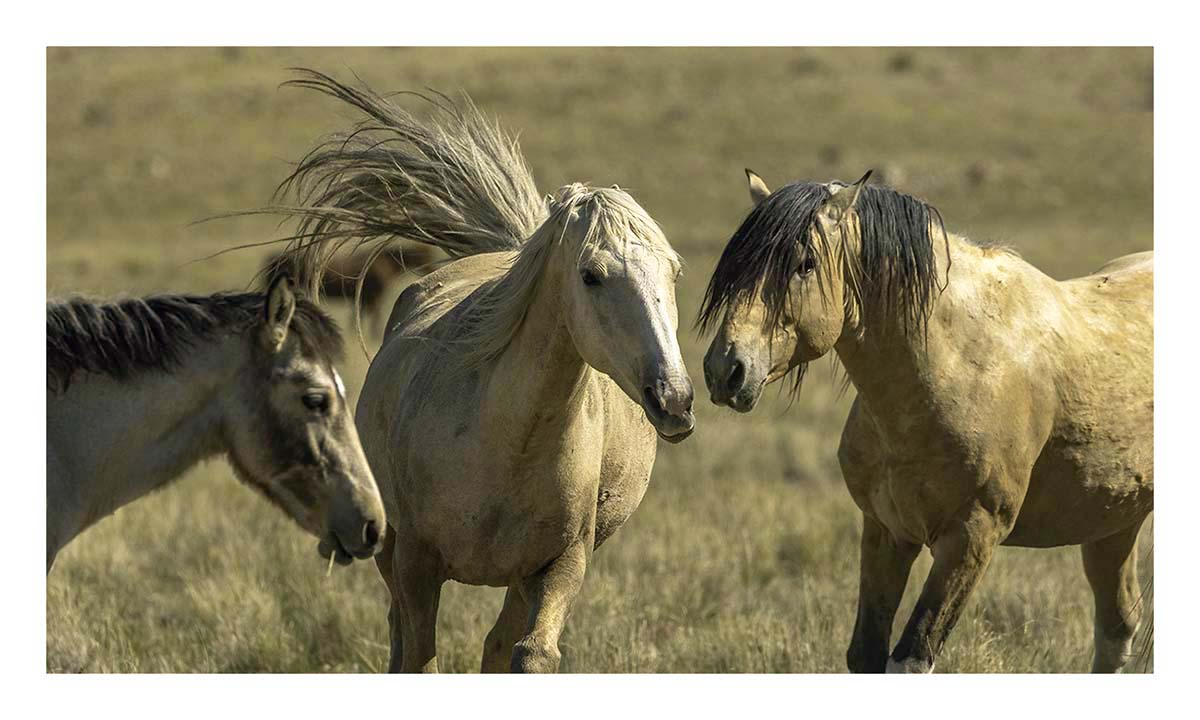BCJ Wild Horses of Utah