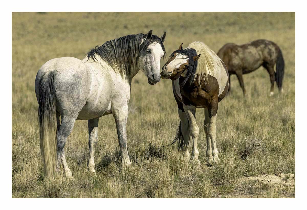 BCJ Wild Horses of Utah