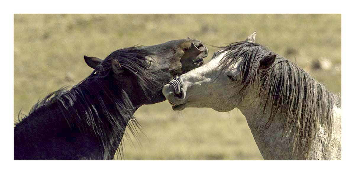 BCJ Wild Horses of Utah
