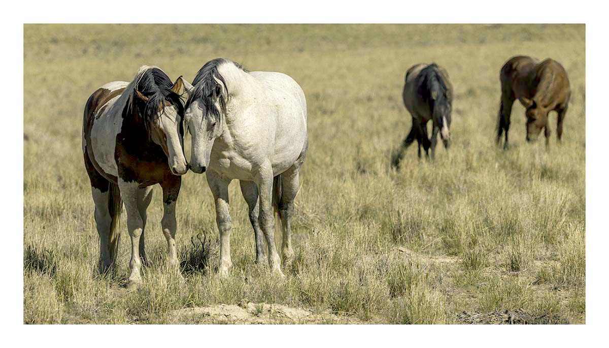 BCJ Wild Horses of Utah