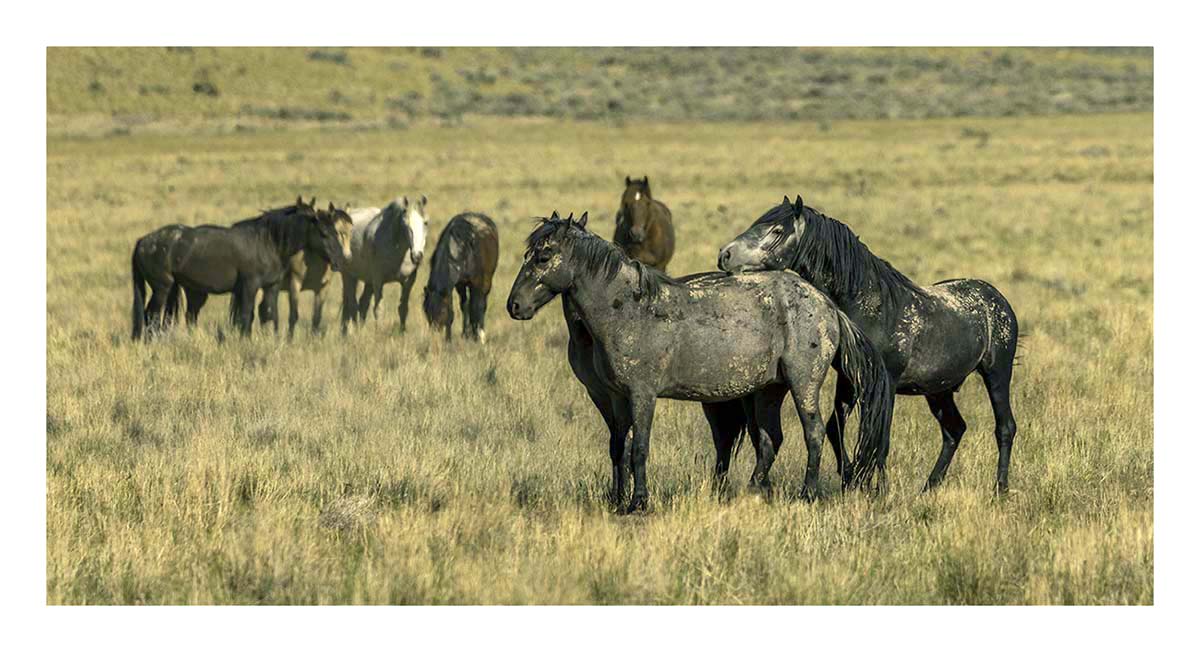 BCJ Wild Horses of Utah