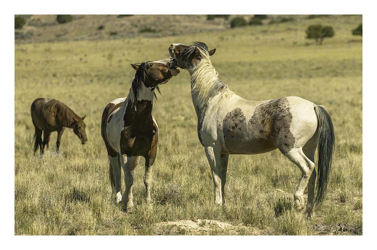 BCJ Wild Horses of Utah