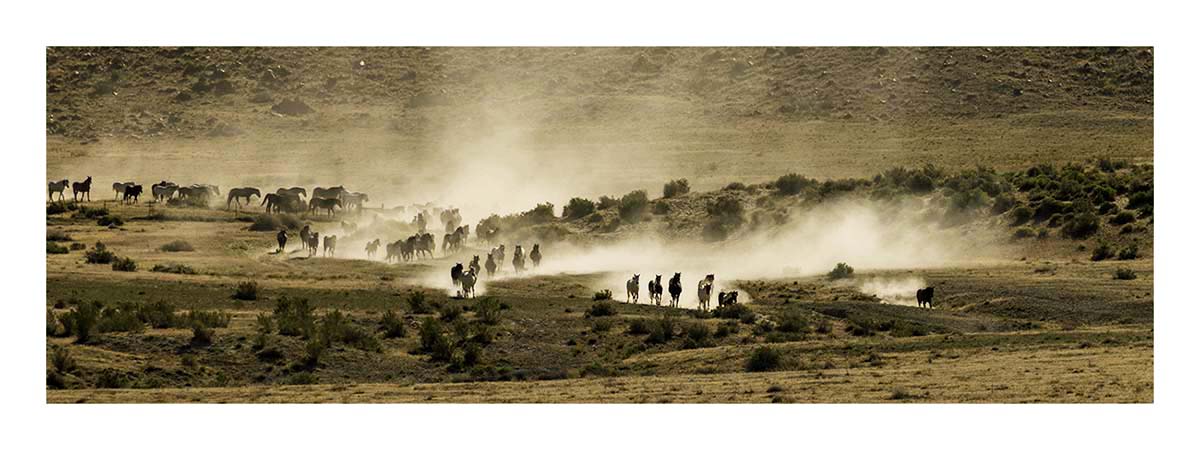 BCJ Wild Horses of Utah