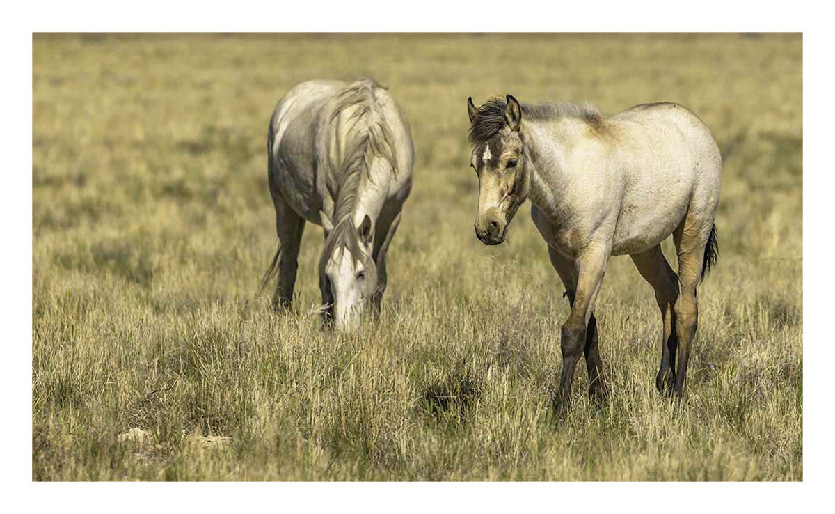 BCJ Wild Horses of Utah