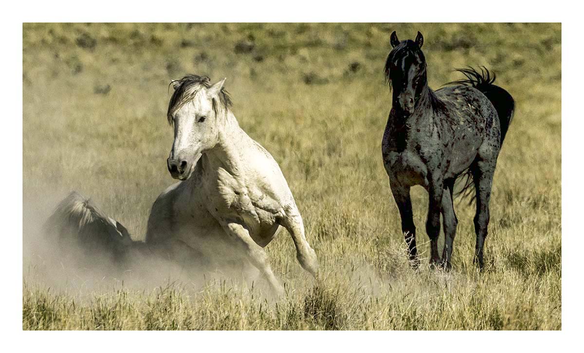 BCJ Wild Horses of Utah