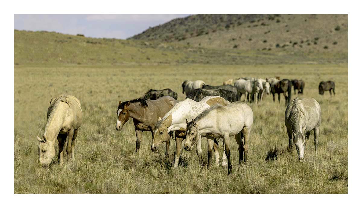 BCJ Wild Horses of Utah