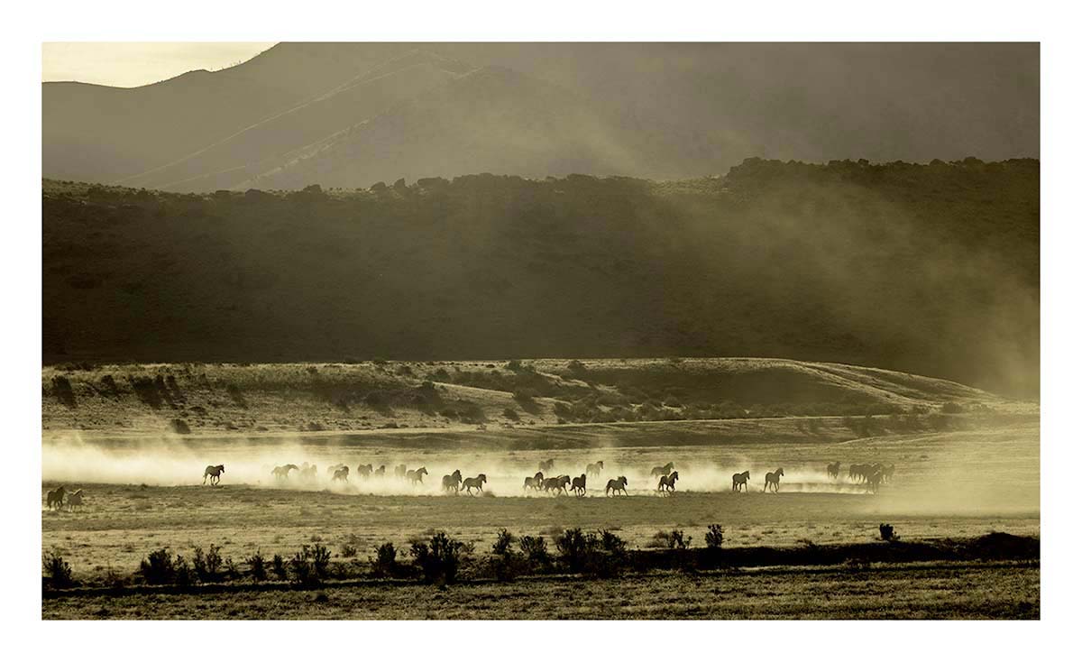 BCJ Wild Horses of Utah