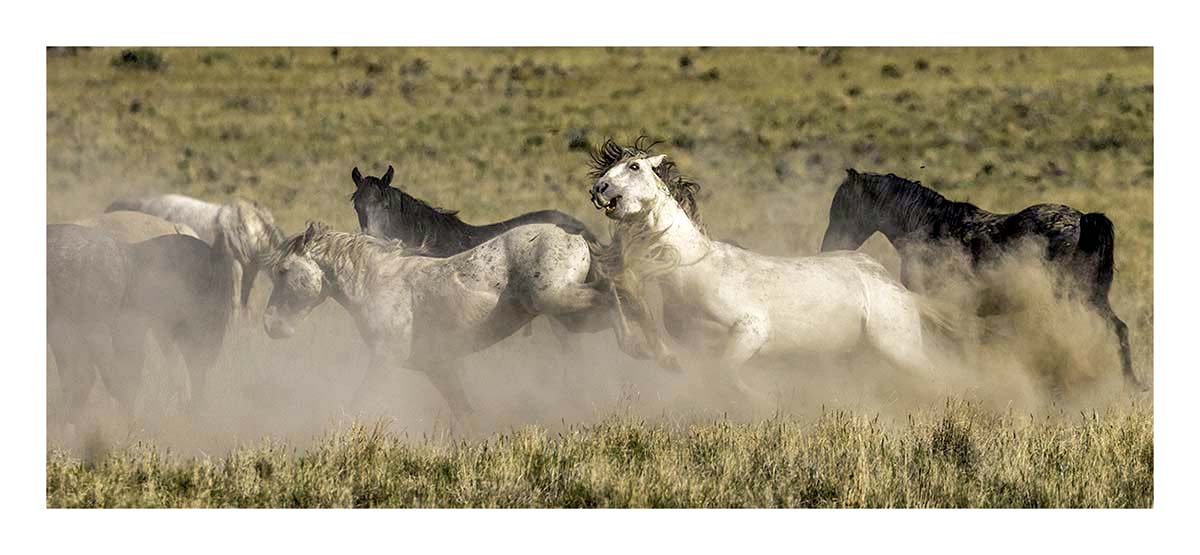 BCJ Wild Horses of Utah