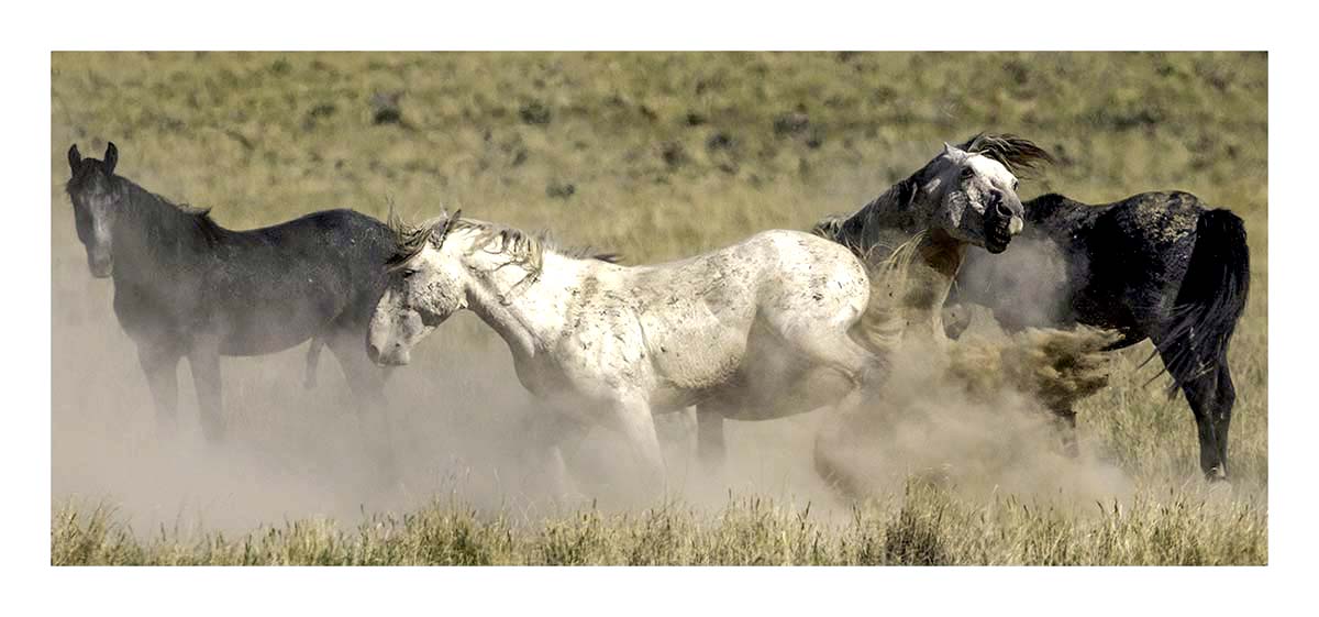 BCJ Wild Horses of Utah