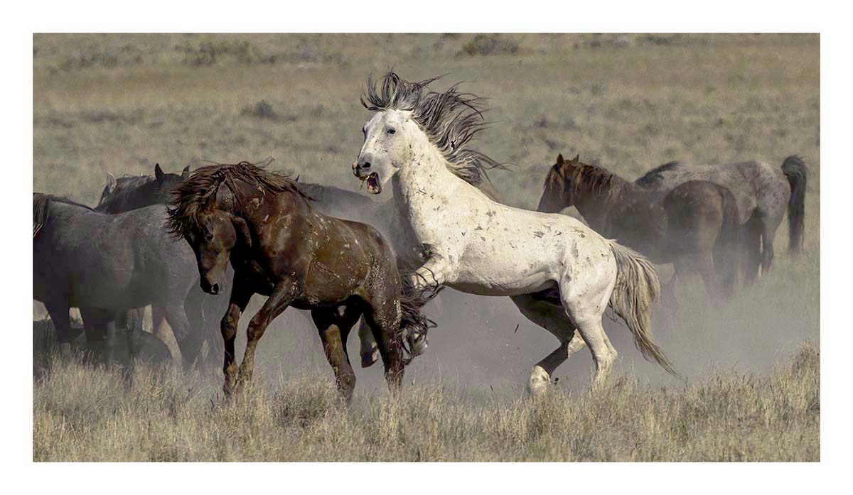 BCJ Wild Horses of Utah