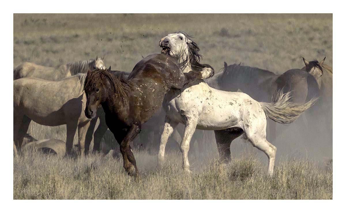 BCJ Wild Horses of Utah