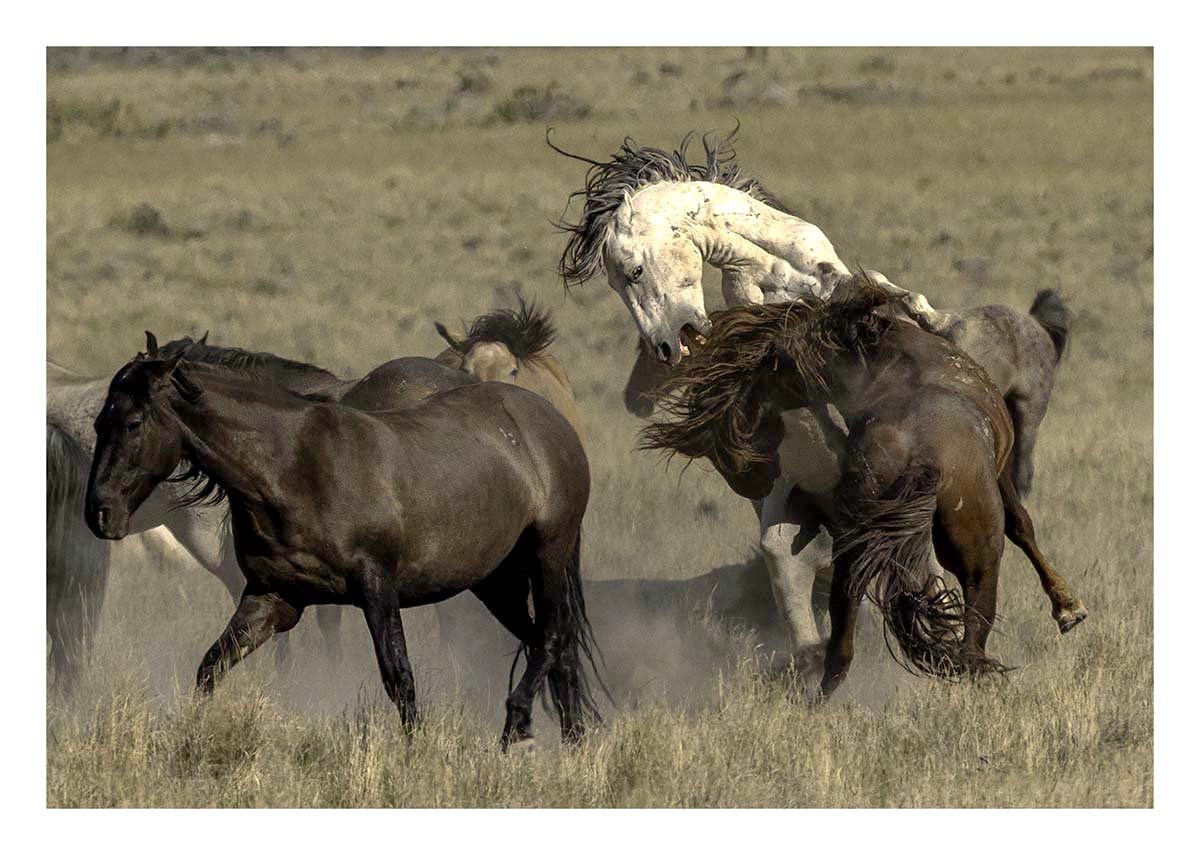 BCJ Wild Horses of Utah