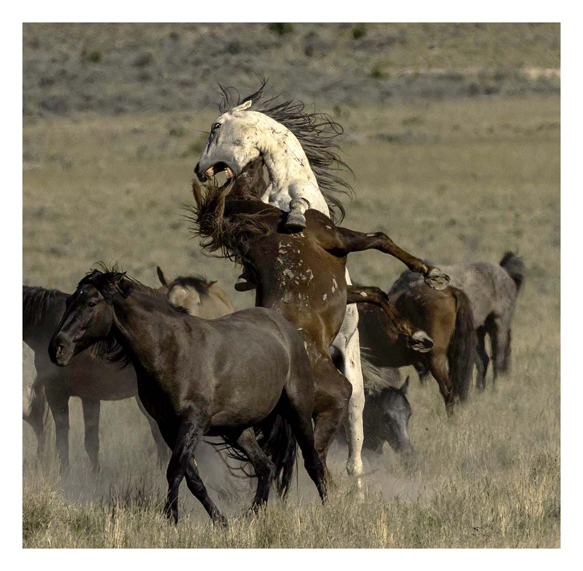 BCJ Wild Horses of Utah
