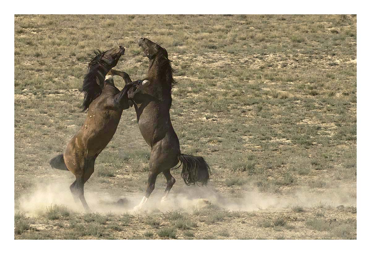 BCJ Wild Horses of Utah