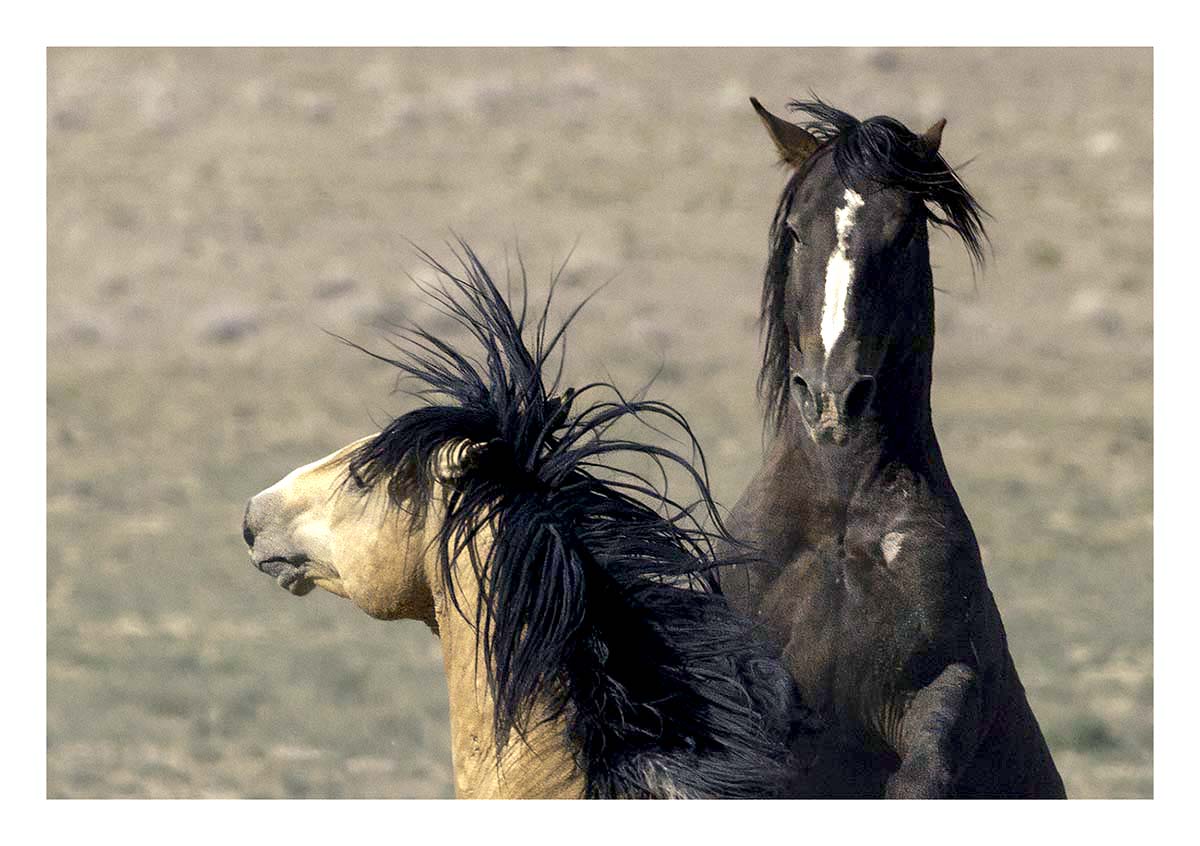 BCJ Wild Horses of Utah