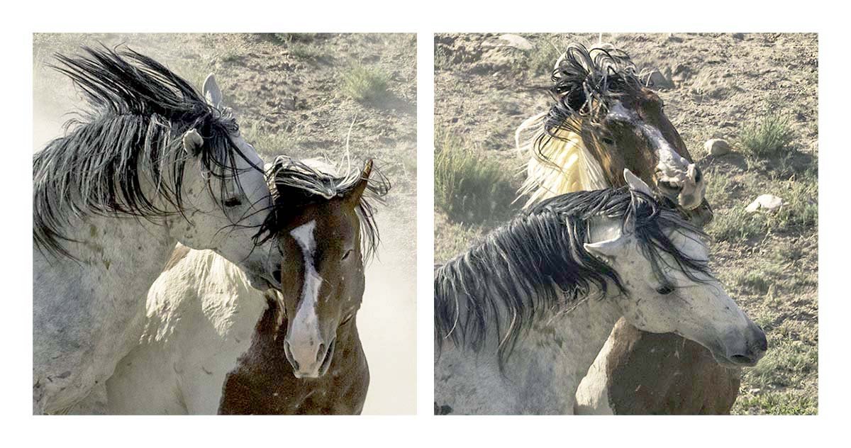 BCJ Wild Horses of Utah