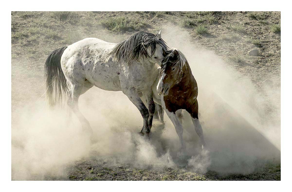 BCJ Wild Horses of Utah