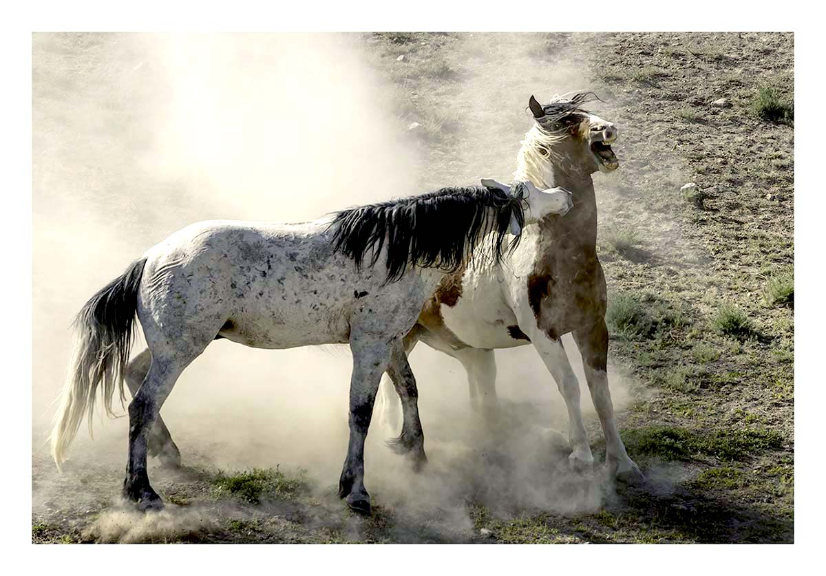 BCJ Wild Horses of Utah