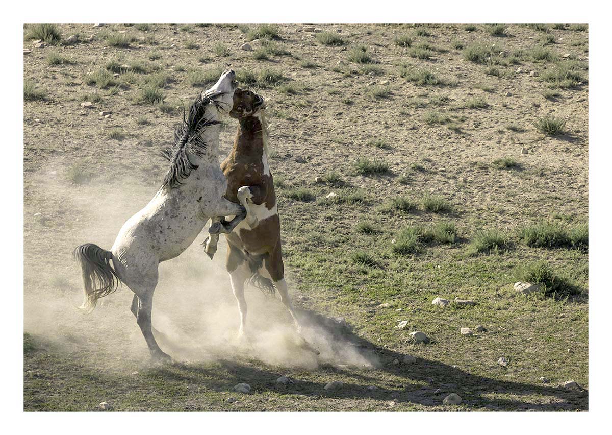 BCJ Wild Horses of Utah