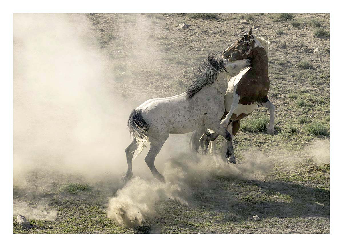 BCJ Wild Horses of Utah