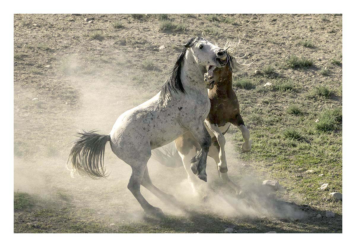 BCJ Wild Horses of Utah