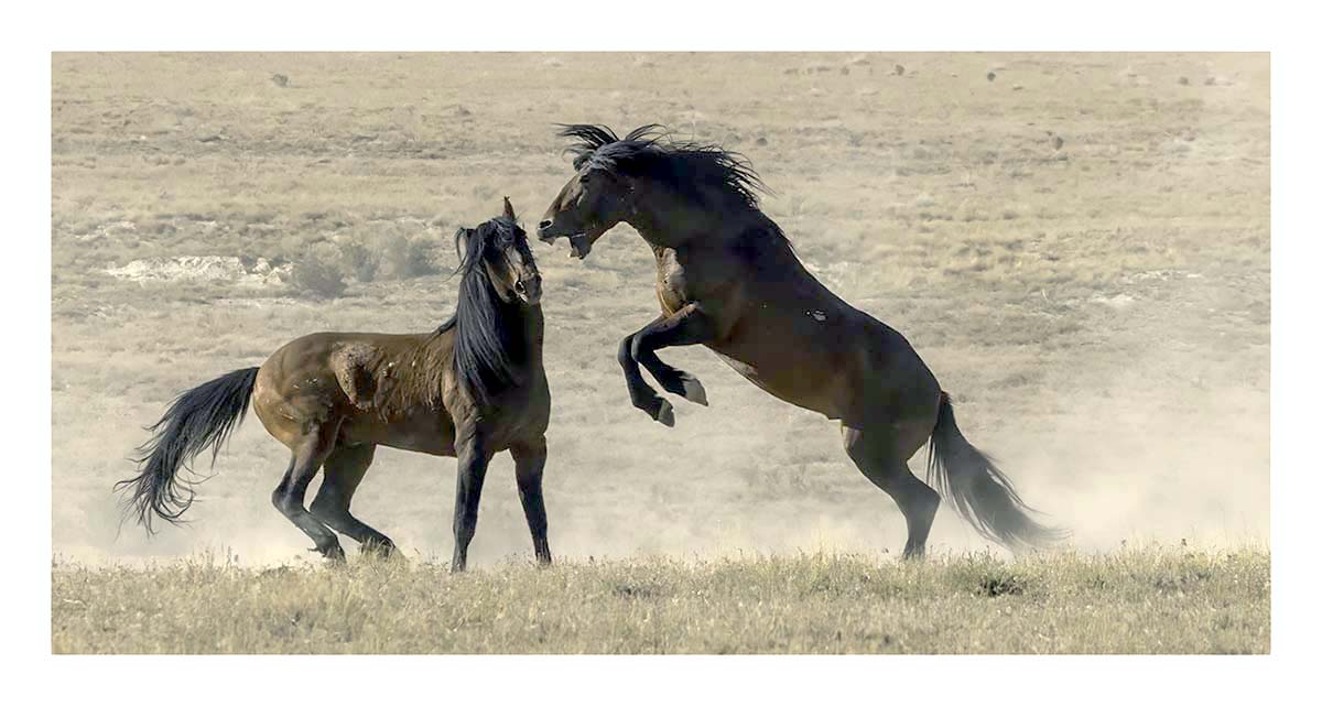 BCJ Wild Horses of Utah