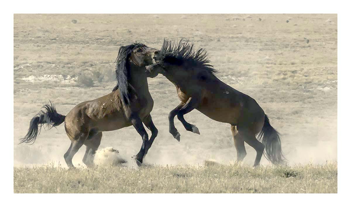BCJ Wild Horses of Utah
