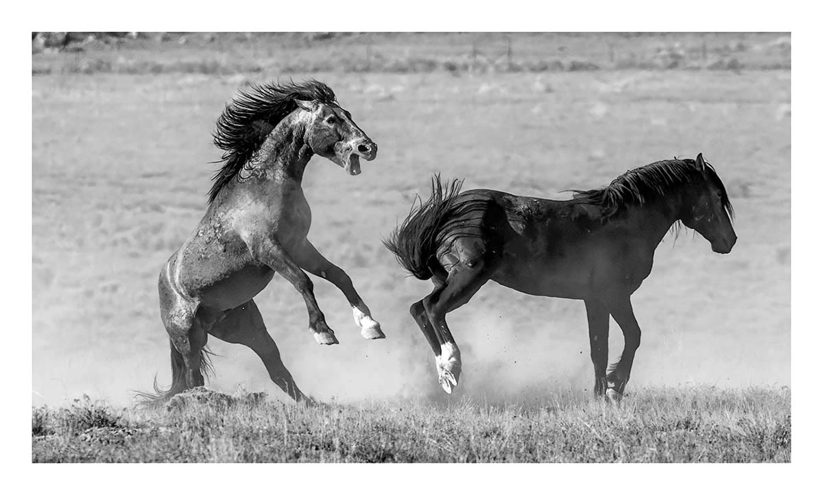 BCJ Wild Horses of Utah