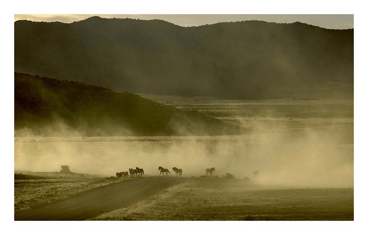 BCJ Wild Horses of Utah