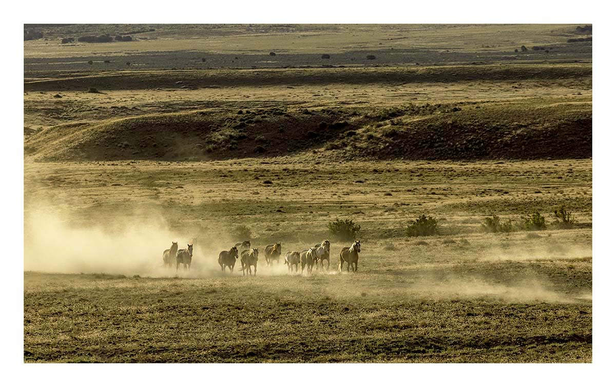 BCJ Wild Horses of Utah