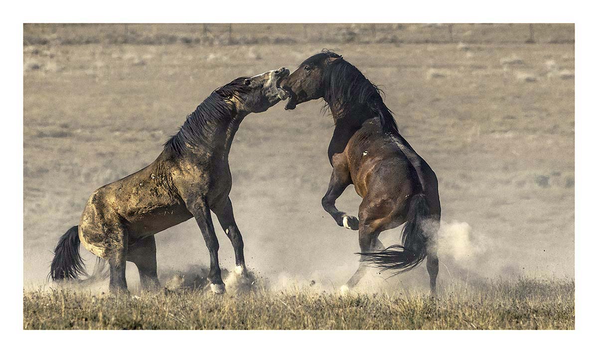 BCJ Wild Horses of Utah