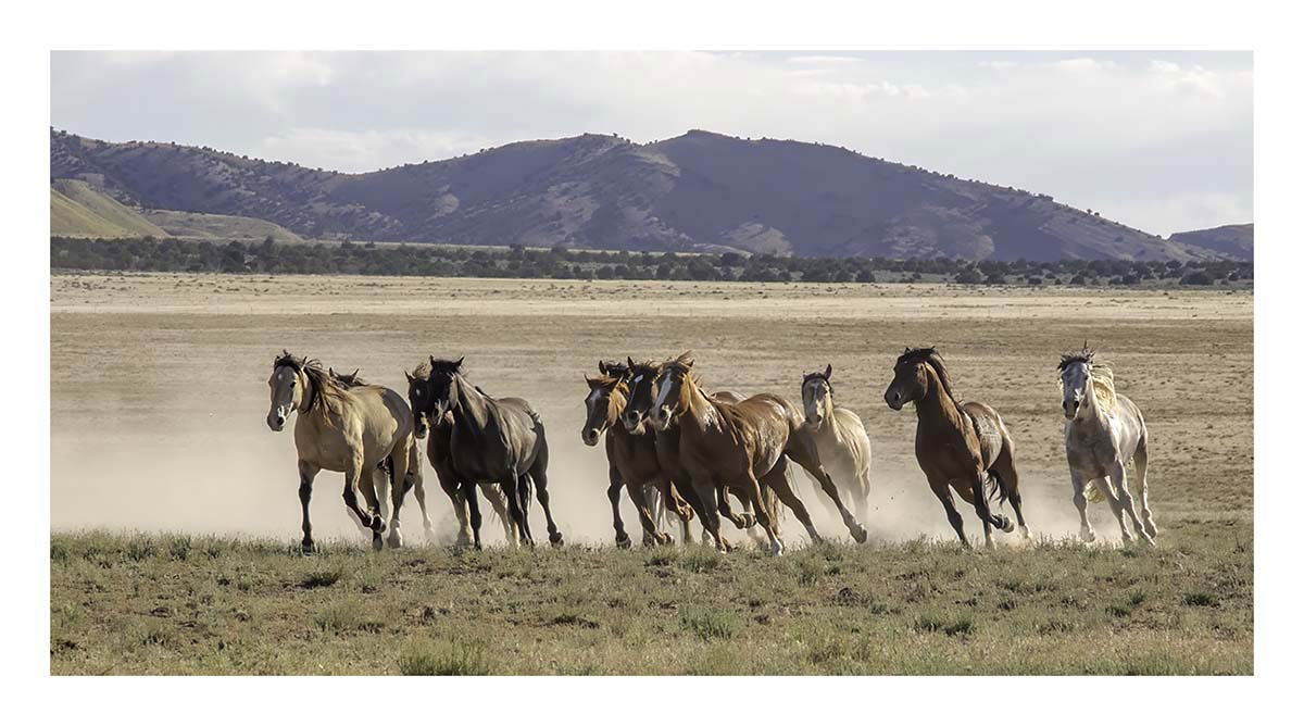 BCJ Wild Horses of Utah