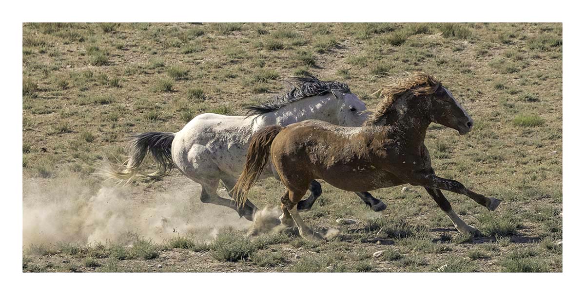 BCJ Wild Horses of Utah