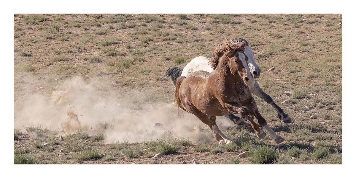 BCJ Wild Horses of Utah