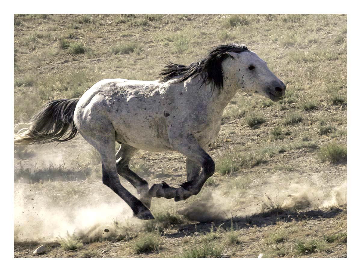 BCJ Wild Horses of Utah