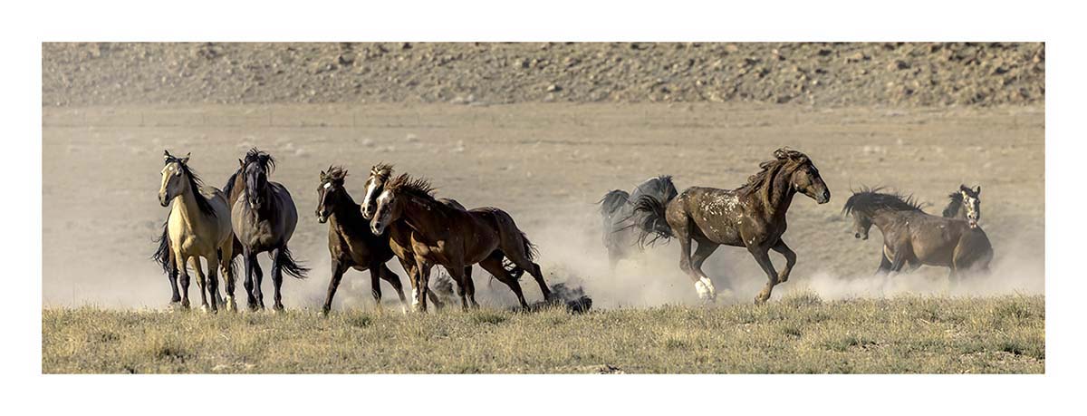 BCJ Wild Horses of Utah