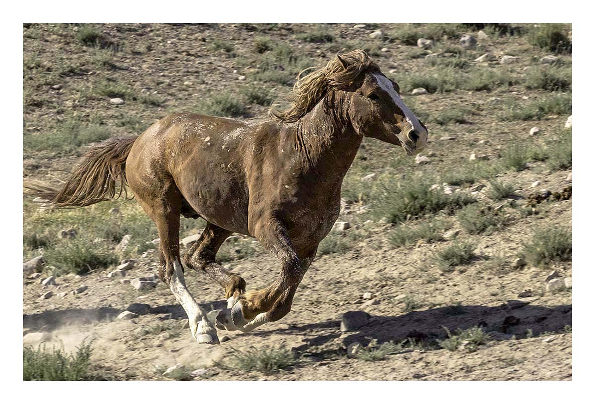 BCJ Wild Horses of Utah