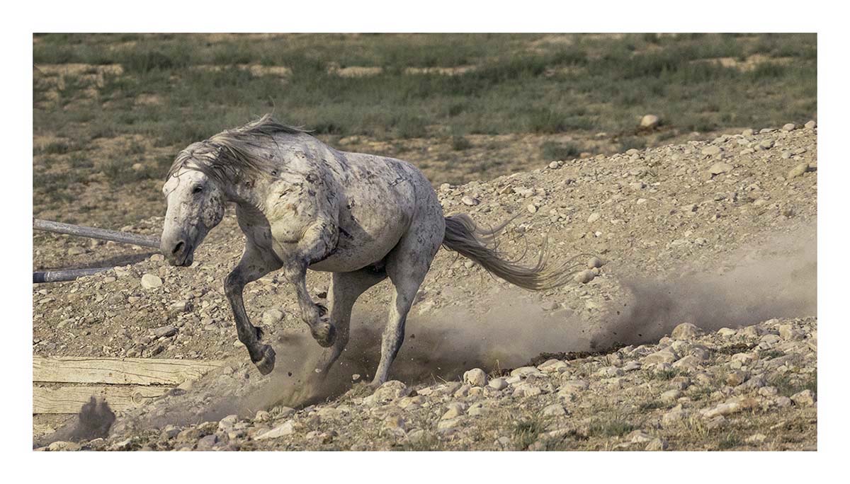 BCJ Wild Horses of Utah