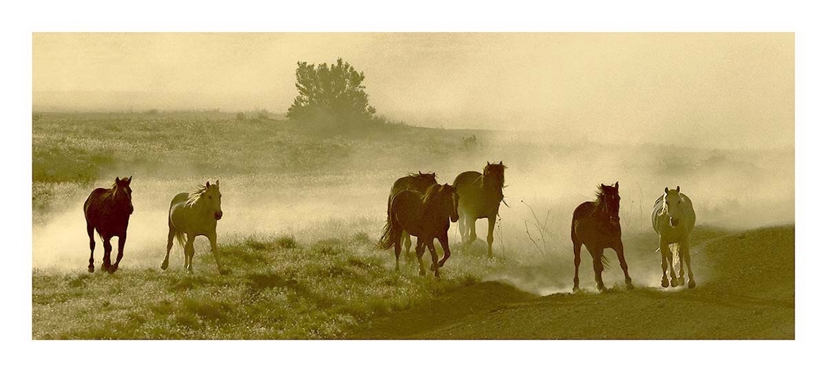 BCJ Wild Horses of Utah
