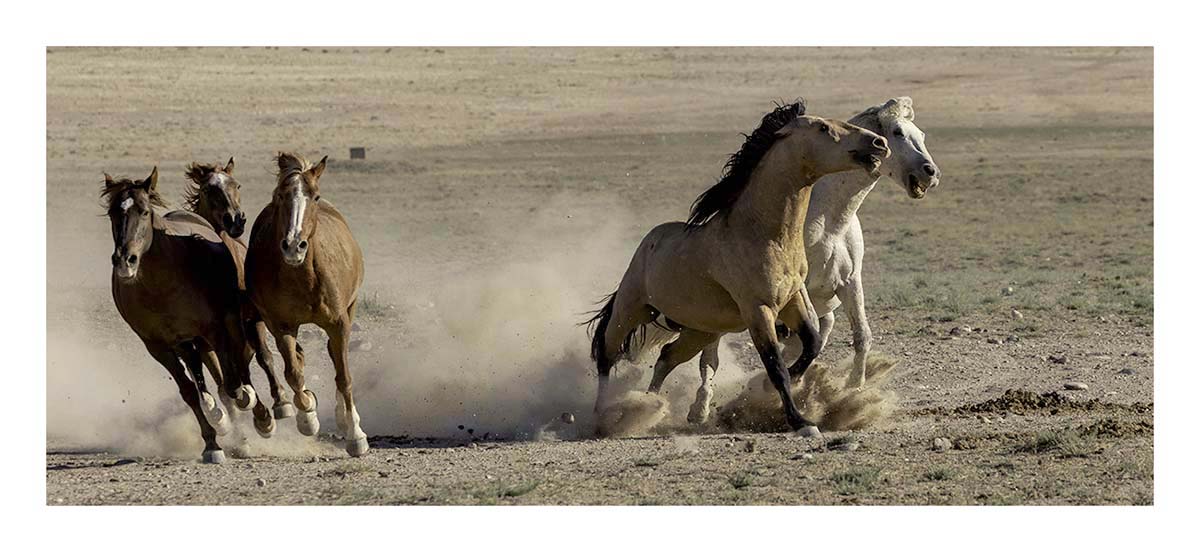 BCJ Wild Horses of Utah
