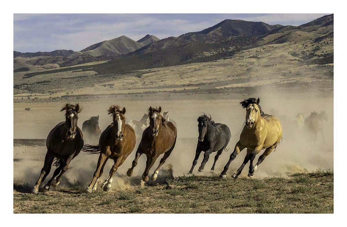 BCJ Wild Horses of Utah