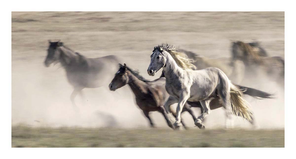 BCJ Wild Horses of Utah