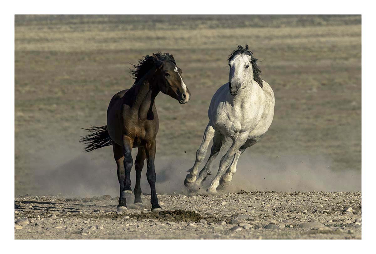 BCJ Wild Horses of Utah