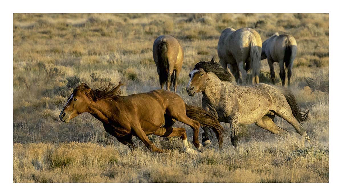 BCJ Wild Horses of Utah
