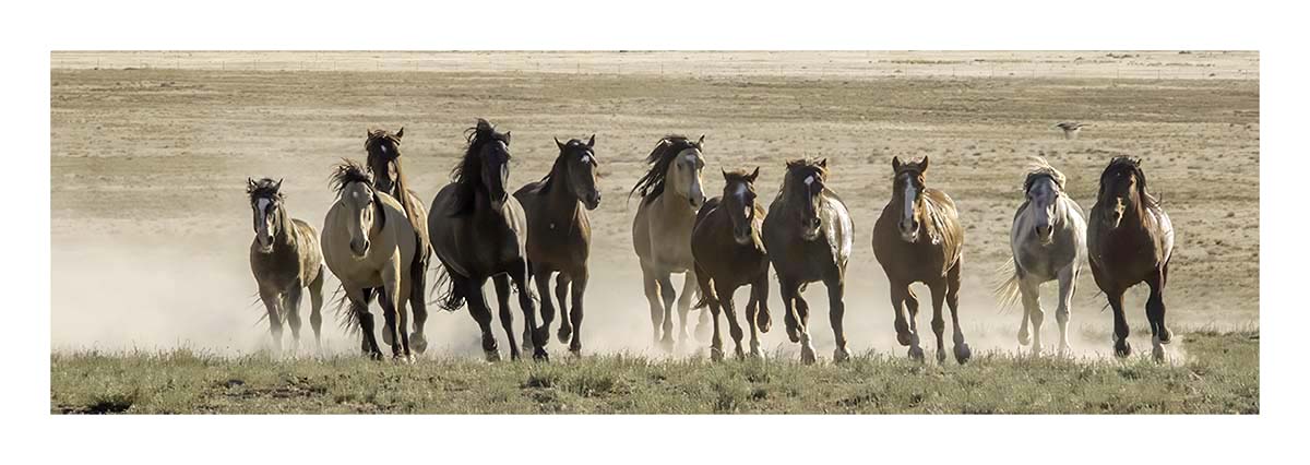 BCJ Wild Horses of Utah