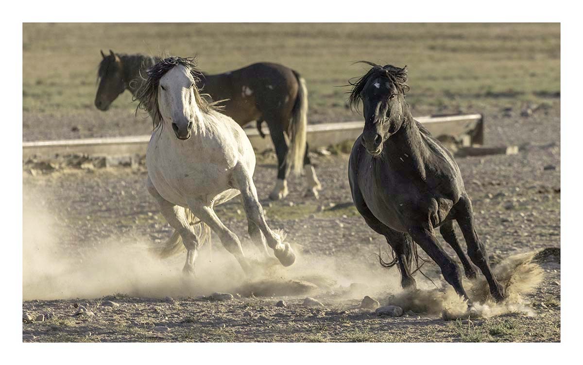 BCJ Wild Horses of Utah