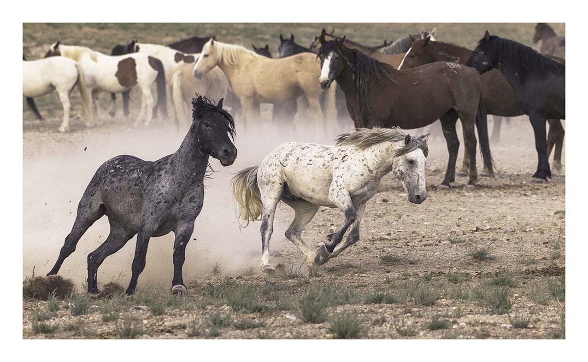 BCJ Wild Horses of Utah