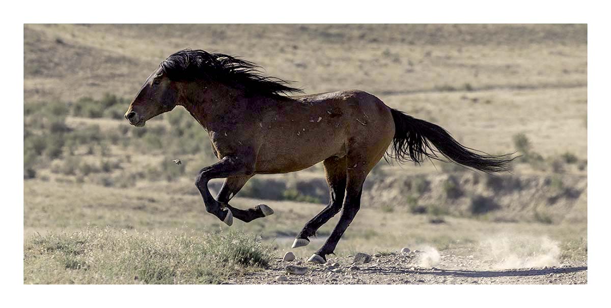BCJ Wild Horses of Utah
