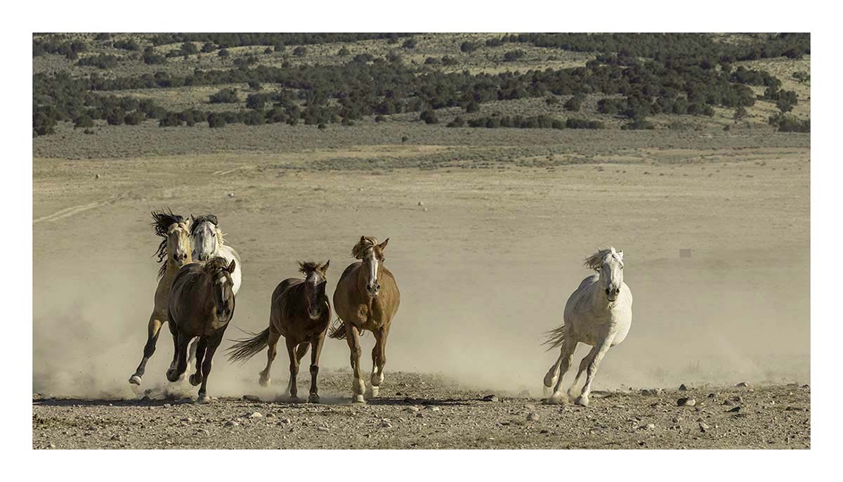 BCJ Wild Horses of Utah