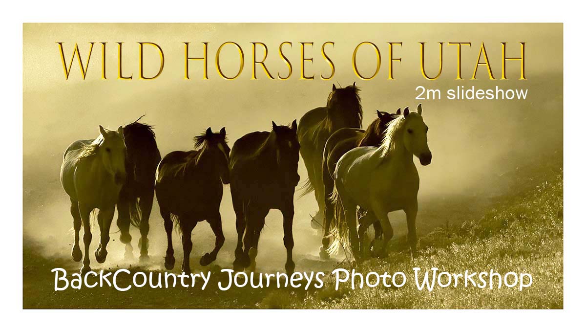 BCJ Wild Horses of Utah